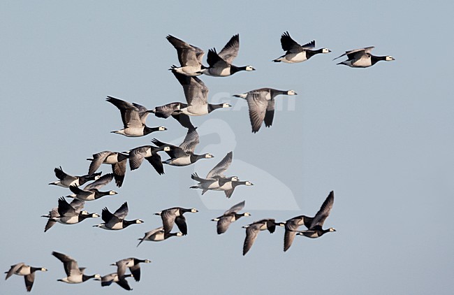 Brandganzen tijdens de trek; Barnacle Geese on migration stock-image by Agami/Markus Varesvuo,