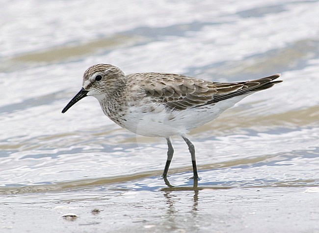 Wintering adult White-rumped Sandpiper (Calidris fuscicollis) in southern Argentinia. stock-image by Agami/Arend Wassink,