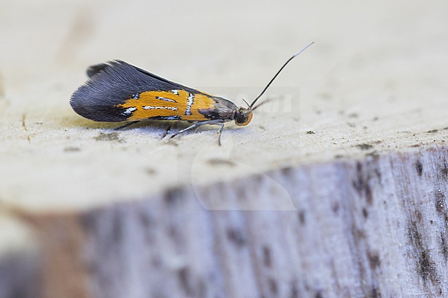 Schiffermuelleria schaefferella, Germany (Baden-Württemberg), imago stock-image by Agami/Ralph Martin,