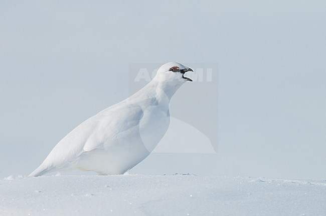 Alpensneeuwhoen in de sneeuw, Rock Ptarmigan in the snow stock-image by Agami/Markus Varesvuo,