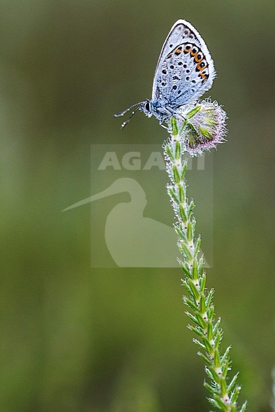 Male Silver-studded Blue stock-image by Agami/Wil Leurs,