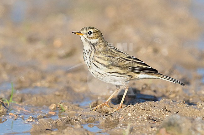 Meadow Pipit (Anthus pratensis), side view of an individual standing on the ground, Campania, Italy stock-image by Agami/Saverio Gatto,
