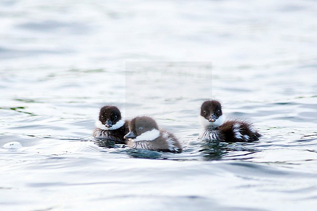 Barrow's Goldeneye, IJslandse Brilduiker, Bucephala islandica, Iceland, ducklings stock-image by Agami/Ralph Martin,