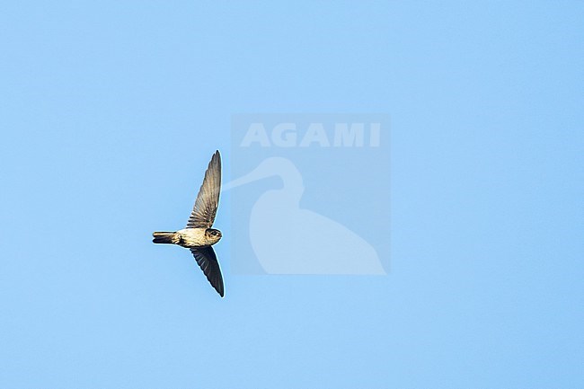 White-rumped swiftlet (Aerodramus spodiopygius  leucopygius) flying overhead in New Caledonia. stock-image by Agami/Marc Guyt,