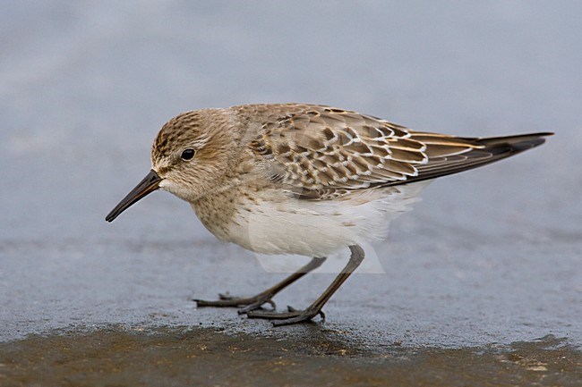 Piro-piro di Bonaparte; White-rumped Sandpiper; Calidris fuscico stock-image by Agami/Daniele Occhiato,