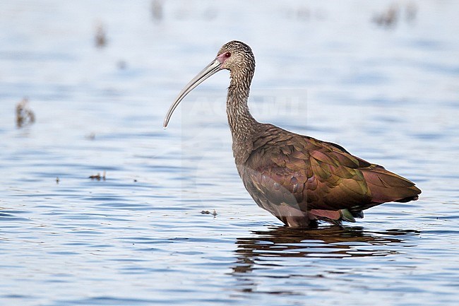 Adult non-breeding
Ventura Co., CA
September 2012 stock-image by Agami/Brian E Small,
