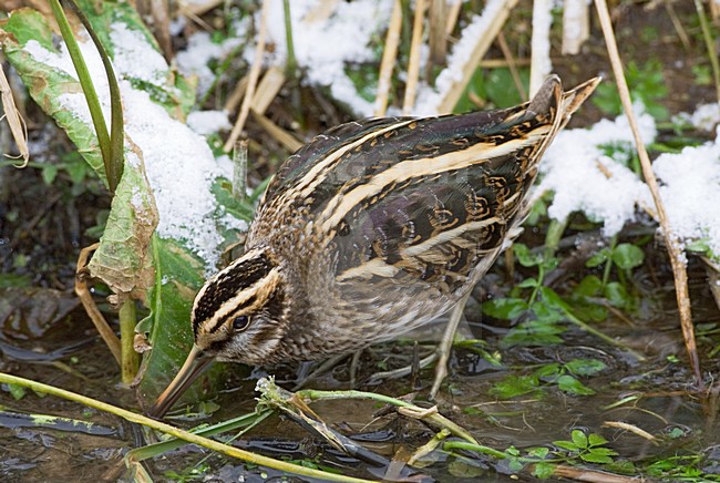 Jack Snipe foraging in small stream during frost period; Bokje foeragerend in sloot tijdens vorstperiode stock-image by Agami/Marc Guyt,