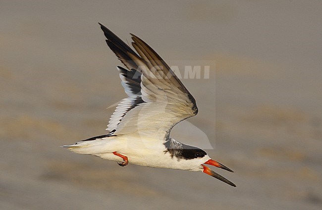 Black Skimmer (Rynchops niger), adult in flight at beach in Cape May, New Jersey, USA stock-image by Agami/Helge Sorensen,