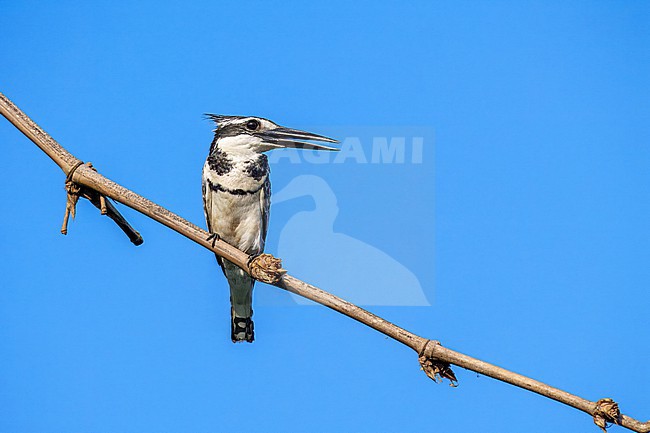 Pied Kingfisher, Ceryle rudis stock-image by Agami/Hans Germeraad,