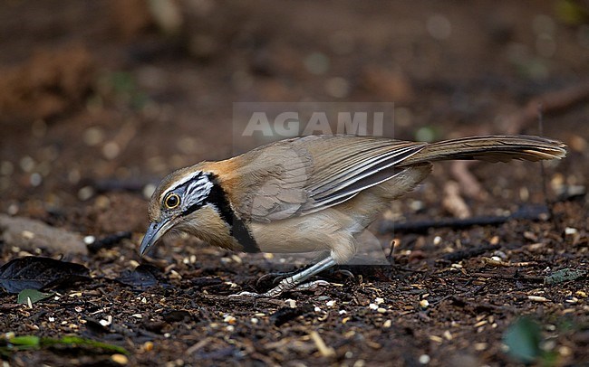 Greater Necklaced Laughingthrush (Pterorhinus pectoralis) at Kaeng Krachan National Park, Thailand stock-image by Agami/Helge Sorensen,