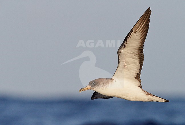 Cory's Shearwater (Calonectris diomedea)Madeira Portugal August 2012 stock-image by Agami/Markus Varesvuo,