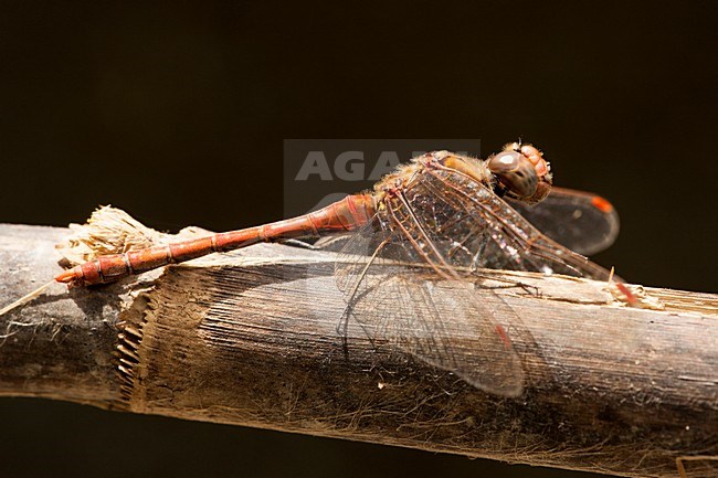 Mannetje Eilandheidelibel, Male Sympetrum nigrifemur stock-image by Agami/Wil Leurs,