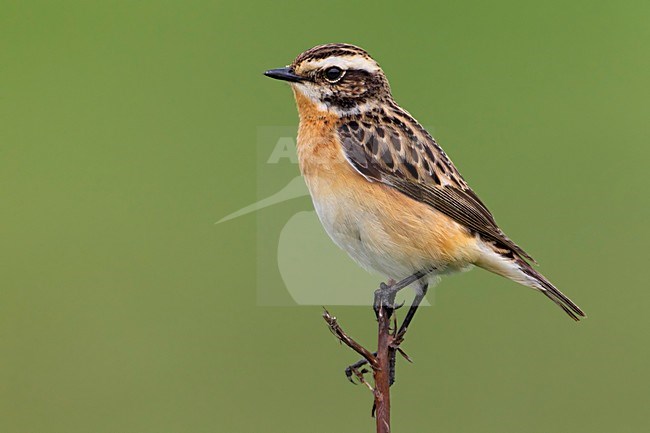 Volwassen Paapje; Adult Whinchat stock-image by Agami/Daniele Occhiato,