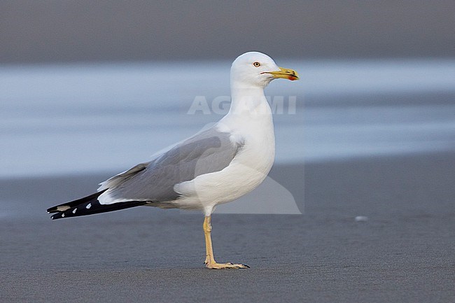 Yellow-legged Gull (Larus michahellis), side view of an adult standing on the shore, Campania, Italy stock-image by Agami/Saverio Gatto,