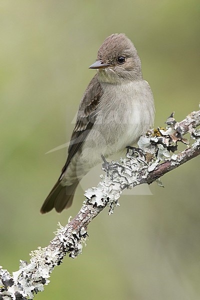 Western Wood-Pewee (Contopus sordidulus) perched on a branch in British Columbia, Canada. stock-image by Agami/Glenn Bartley,