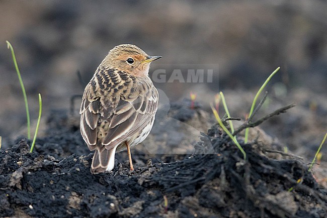 Red-throated Pipit (Anthus cervinus), adult standing on the ground seen from the back, Campania, Italy stock-image by Agami/Saverio Gatto,
