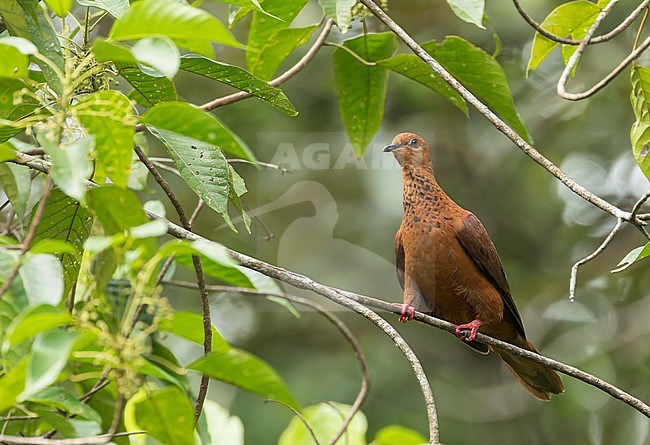 MacKinlay's Cuckoo-Dove (Macropygia mackinlayi) perched in a tree on Kolombangara island, Solomon islands. Also known as spot-breasted cuckoo-dove. stock-image by Agami/Marc Guyt,