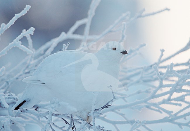 Moerassneeuwhoen in de sneeuw; Willow Ptarmigan in the snow stock-image by Agami/Markus Varesvuo,