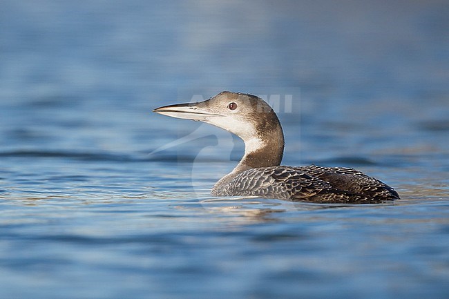 Great Northern Loon - Eistaucher - Gavia immer, Austria, 1st cy stock-image by Agami/Ralph Martin,
