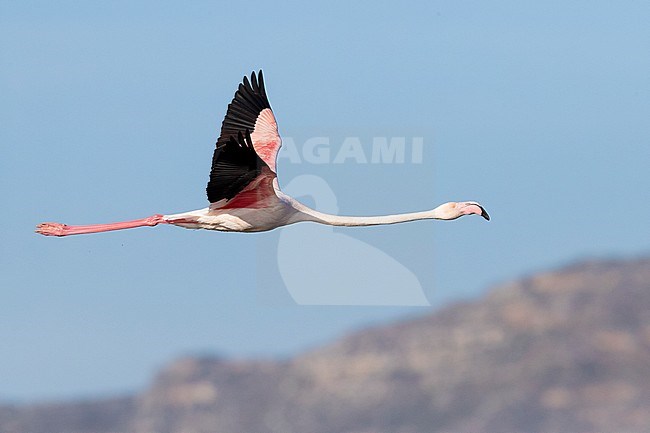 Greater Flamingo (Phoenicopterus roseus), side view of an adult in flight, Western Cape, South Africa stock-image by Agami/Saverio Gatto,