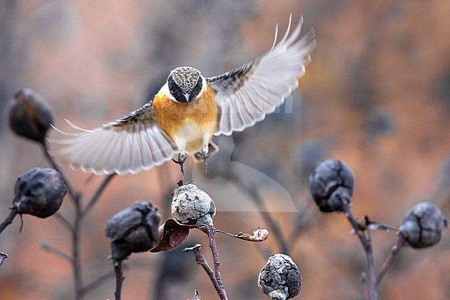 European Stonechat (Saxicola rubicola) in Italy. stock-image by Agami/Daniele Occhiato,