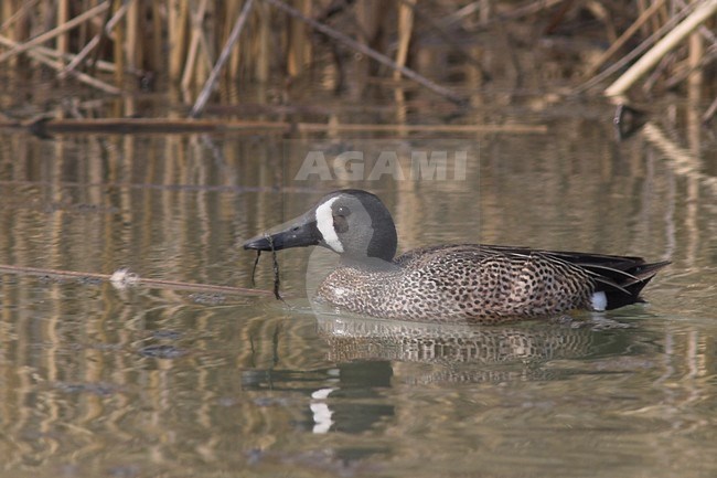 Blue-winged Teal (Anas discors) swimming in Toronto, Ontario, Canada. stock-image by Agami/Glenn Bartley,