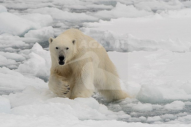 A polar bear, Ursus maritimus. North polar ice cap, Arctic ocean stock-image by Agami/Sergio Pitamitz,
