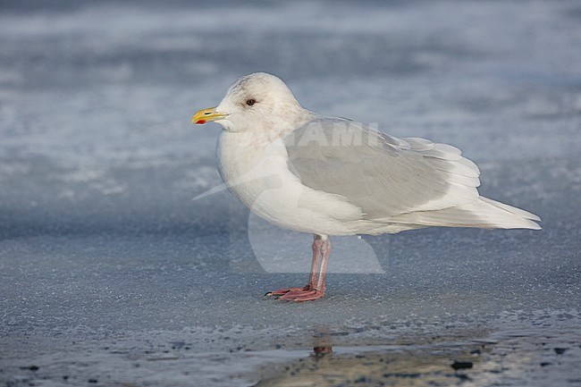 Kumliens Meeuw, Kumlien's Gull, Larus glaucoides kumlieni stock-image by Agami/Chris van Rijswijk,