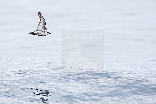 Red Phalarope, Rosse Franjepoot, Phalaropus fulicarius adult summer to winter plumage flying over ocean stock-image by Agami/Menno van Duijn,