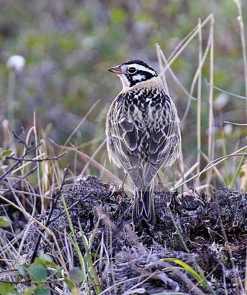 Adult male Smith's Longspur (Calcarius pictus) during the breeding season in Alaska, United States. Standing on the ground, seen from the back. stock-image by Agami/Dani Lopez-Velasco,