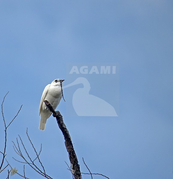 Male White Bellbird (Procnias albus) perched in a tree in Venezuela. stock-image by Agami/Pete Morris,