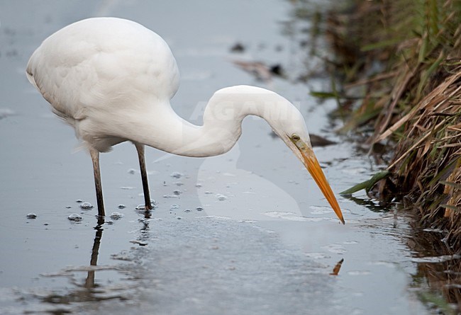 Grote Zilverreiger foeragerend; Great Egret foraging stock-image by Agami/Han Bouwmeester,