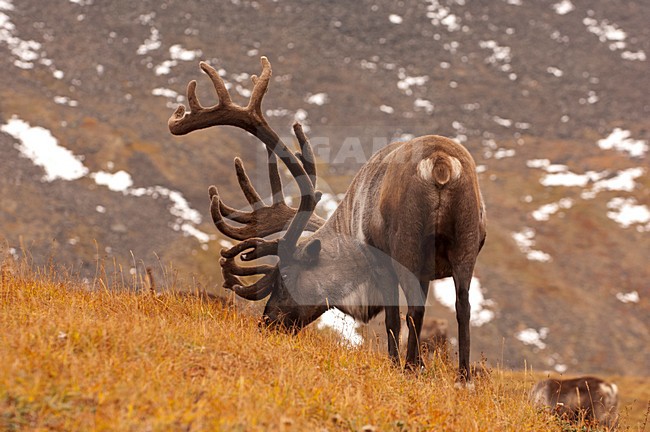 Rendier; Reindeer stock-image by Agami/Sergey Gorshkov,
