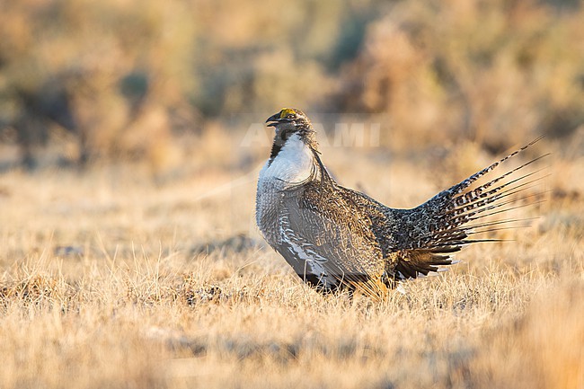 Adult male Gunnison Grouse, Centrocercus minimus
Gunnison Co., Colorado, USA. stock-image by Agami/Brian E Small,