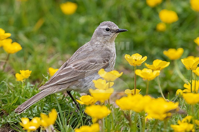 Water Pipit (Anthus spinoletta), side view of an adult standing among flowers, Abruzzo, Italy stock-image by Agami/Saverio Gatto,