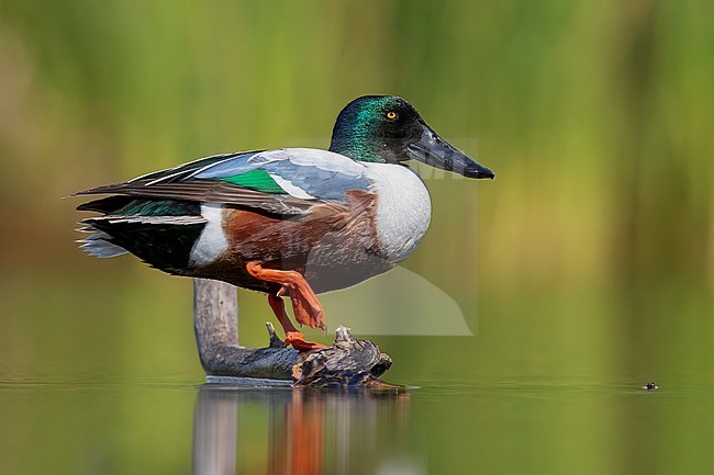 Northern Shoveler (Anas clypeata), side view of an adult male standing on a dead branch, Campania, Italy stock-image by Agami/Saverio Gatto,