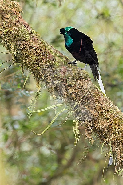 Ribbon-tailed Astrapia (Astrapia mayeri) perched on a branch in Papua New Guinea. stock-image by Agami/Glenn Bartley,