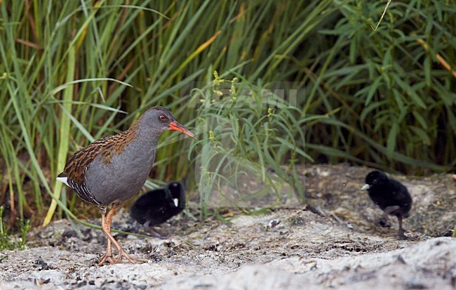 Waterral met jongen, Water Rail with young stock-image by Agami/Markus Varesvuo,