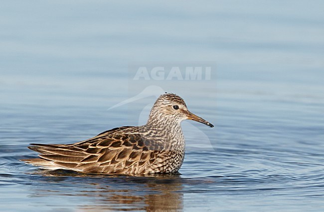 Badderende Gestreepte strandloper, Pectoral Sandpiper taking a bath stock-image by Agami/Markus Varesvuo,