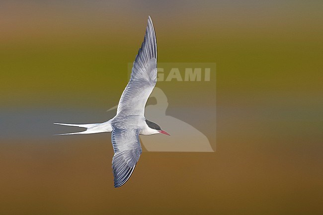 Flying adult Arctic Tern (Sterna paradisaea) in breeding plumage in Iceland during spring. stock-image by Agami/Daniele Occhiato,