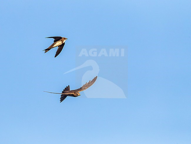 Alpine Swift (Apus melba) in flight in Spain. stock-image by Agami/Marc Guyt,