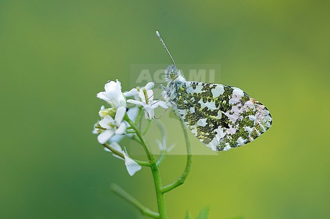 Oranjetipje man, Orange Tip male, stock-image by Agami/Walter Soestbergen,