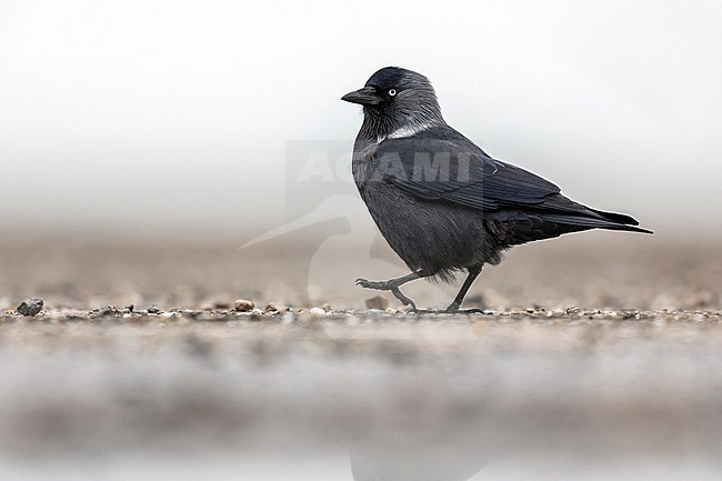 Adult Russian Jackdaw (Coloeus monedula monedula) on the ground in Browersdam, Zeeland, the Netherlands. stock-image by Agami/Vincent Legrand,