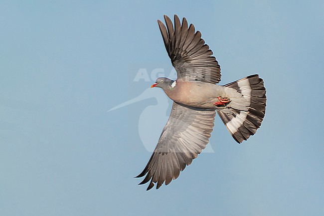Adult Common Wood Pigeon, Columba palumbus, in Italy. stock-image by Agami/Daniele Occhiato,