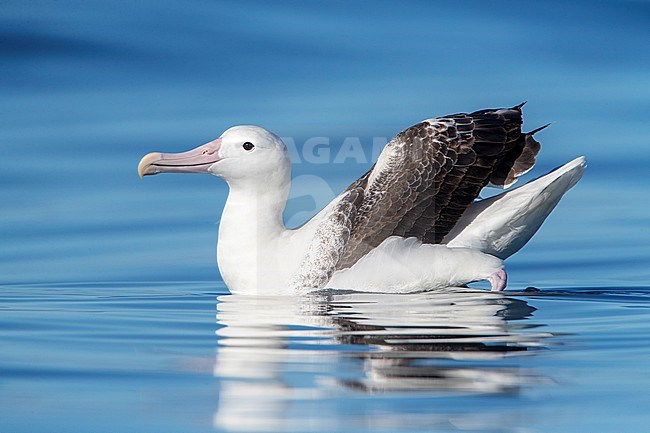 Adult Southern Royal Albatross (Diomedea epomophora) swimming on a smooth ocean surface off Kaikoura in New Zealand. stock-image by Agami/Marc Guyt,