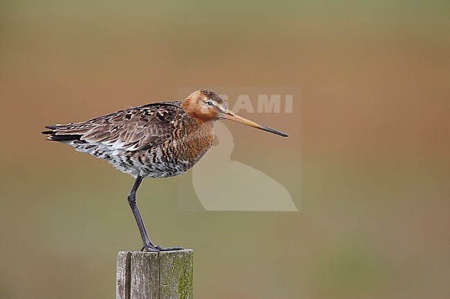 Grutto; Limosa limosa; stock-image by Agami/Chris van Rijswijk,