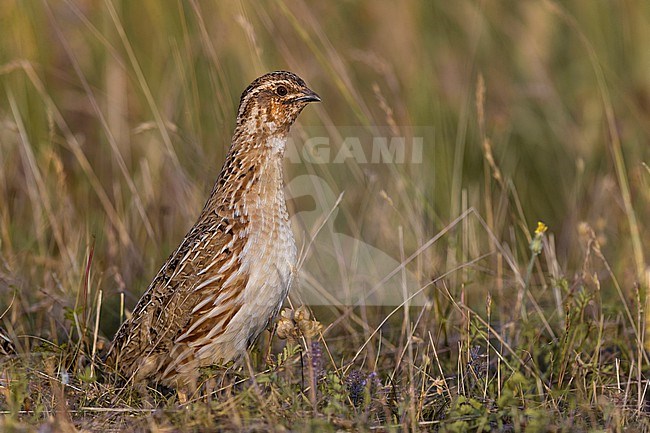 Male Common Quail, Coturnix coturnix, in Italy. stock-image by Agami/Daniele Occhiato,