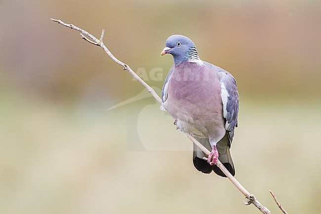 Houtduif, Common Wood Pigeon, Columba palumbus stock-image by Agami/Menno van Duijn,