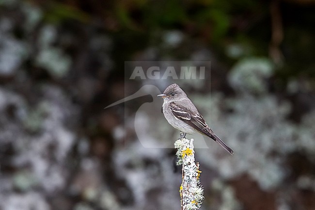 1st-winter Eastern Wood-Pewee (Contopus virens) perched on a branch as the first for Western Palearctic, Lighthouse Valley, Corvo, Azores, Portugal. stock-image by Agami/Vincent Legrand,