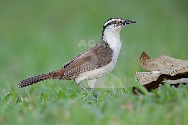 Bicolored Wren (Campylorhynchus griseus) at La Danta, Antioquia, Colombia. stock-image by Agami/Tom Friedel,